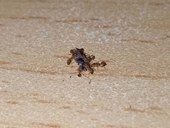 Monomorium pharaonis