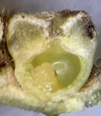 Caryomyia striolacrustum