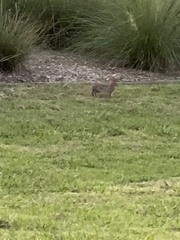 Oryctolagus cuniculus