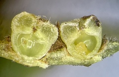 Caryomyia striolacrustum