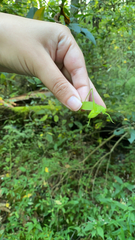 Amblycorypha oblongifolia