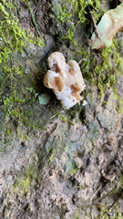 Abortiporus biennis
