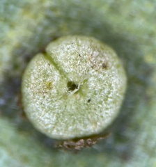 Caryomyia striolacrustum