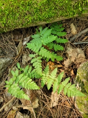 Dryopteris