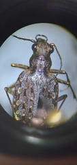 Opisthius richardsoni