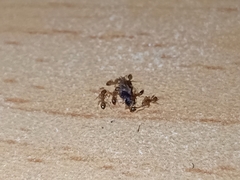 Monomorium pharaonis