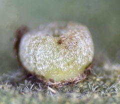 Caryomyia striolacrustum