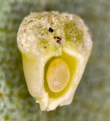 Caryomyia striolacrustum