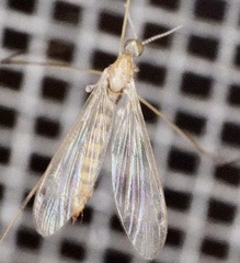 Geranomyia