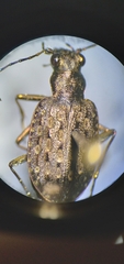 Opisthius richardsoni