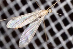 Geranomyia