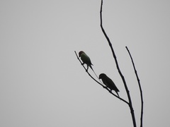 Psittacula longicauda