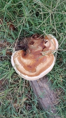 Ganoderma