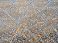 Rhamphospermum nigrum