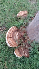 Ganoderma