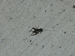 Velarifictorus micado