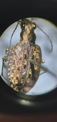 Opisthius richardsoni