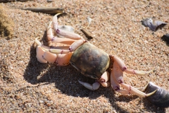 Ocypode ryderi