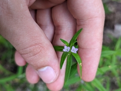 Verbena simplex