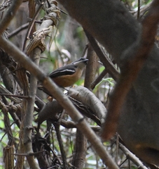 Laniarius ferrugineus