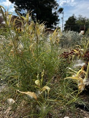 Asclepias subverticillata