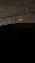 Camptonotus carolinensis