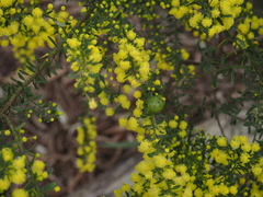 Acacia acinacea