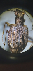 Opisthius richardsoni