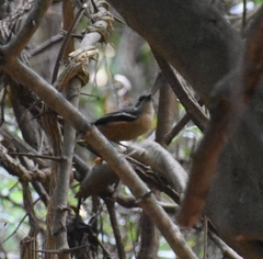 Laniarius ferrugineus