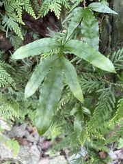 Leptochilus ellipticus