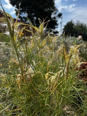 Asclepias subverticillata
