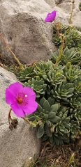 Cistanthe