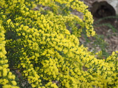 Acacia acinacea