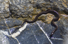 Thamnophis validus celaeno