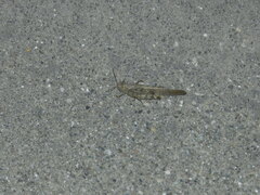 Dissosteira carolina