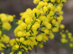 Acacia acinacea