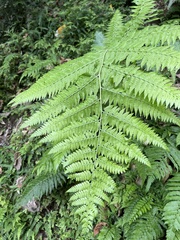 Microlepia speluncae