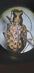 Opisthius richardsoni