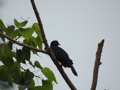 Eudynamys scolopaceus