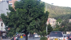 Podocarpus oleifolius