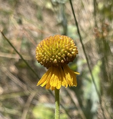 Helenium bigelovii