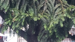 Podocarpus oleifolius