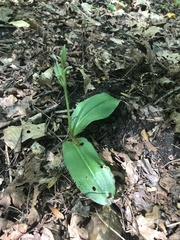 Galearis spectabilis