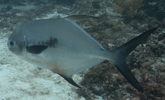 Trachinotus falcatus