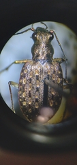 Opisthius richardsoni