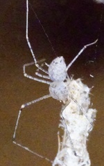 Scytodes atlacoya