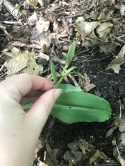 Galearis spectabilis