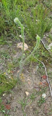 Pimelea octophylla