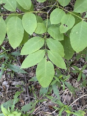Fraxinus albicans