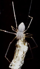Scytodes atlacoya